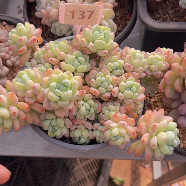 健健康康平平安安