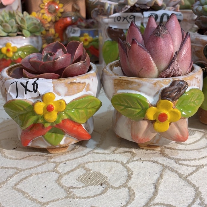 多肉花盆满15包邮，爱退款拉黑