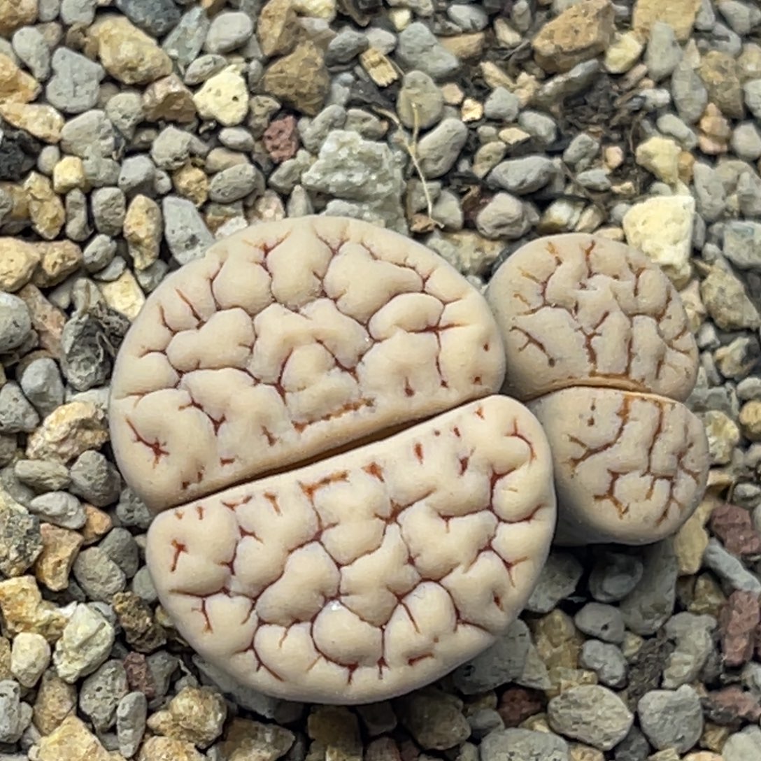 0463双头红纹凹凸189一颗