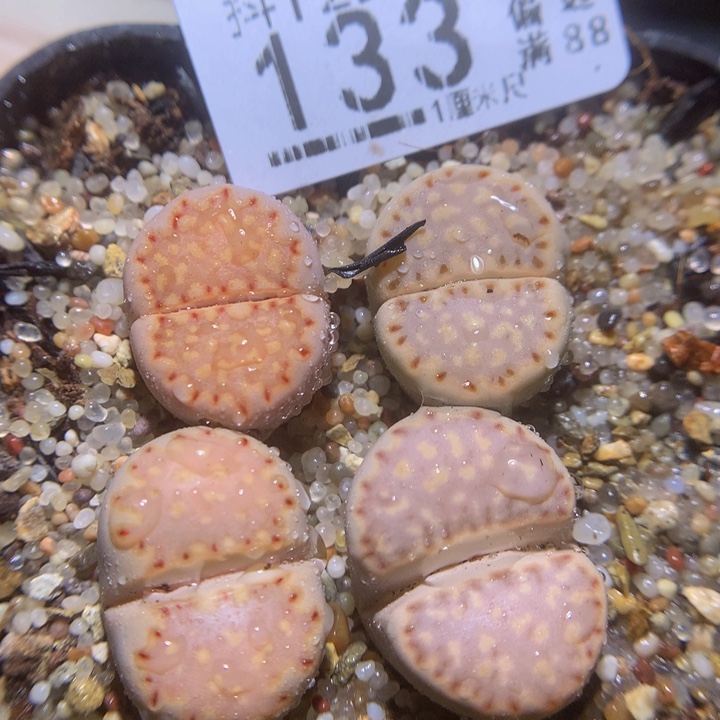 精品生石花122.133