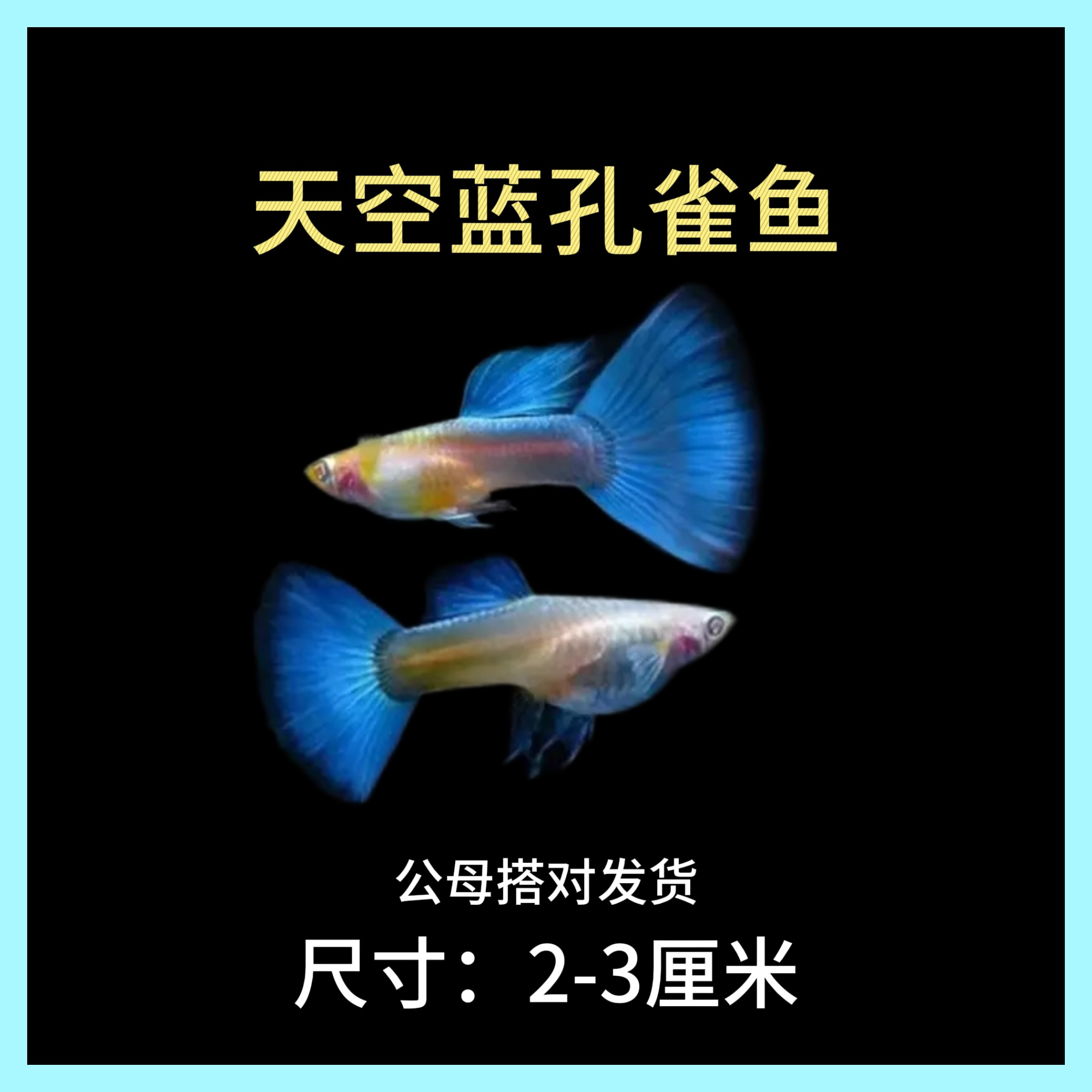 纯系天空蓝 孔雀鱼精品小型观赏鱼淡水鱼可生小鱼（黑背景显蓝）