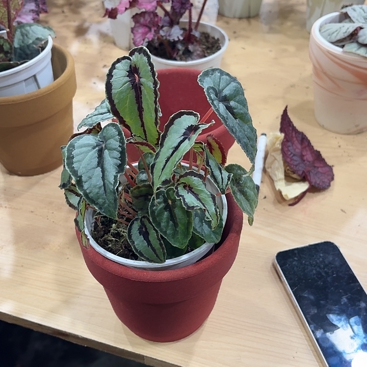 完全开放绿一度秋海棠