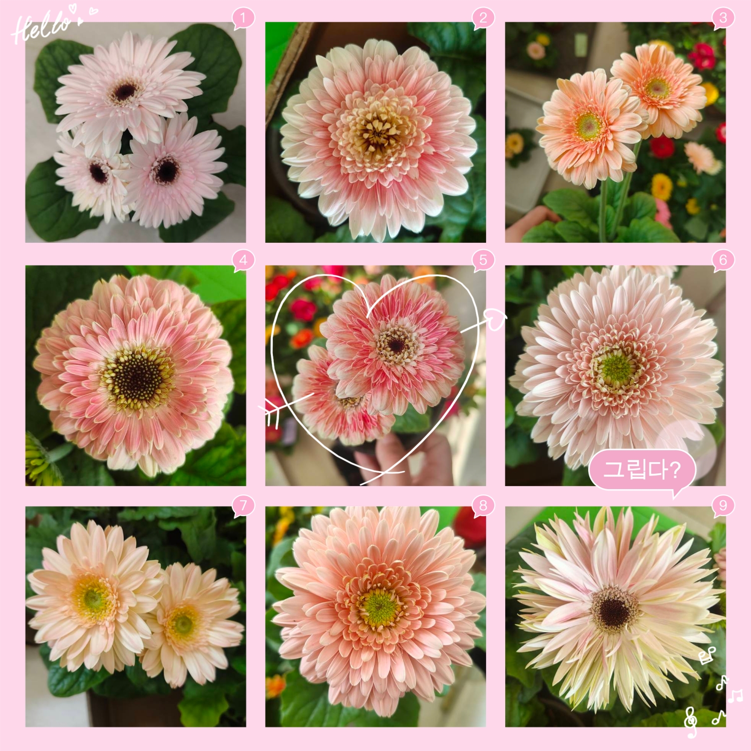 新苗 非洲菊【直播间一物一拍，不挑随机发】