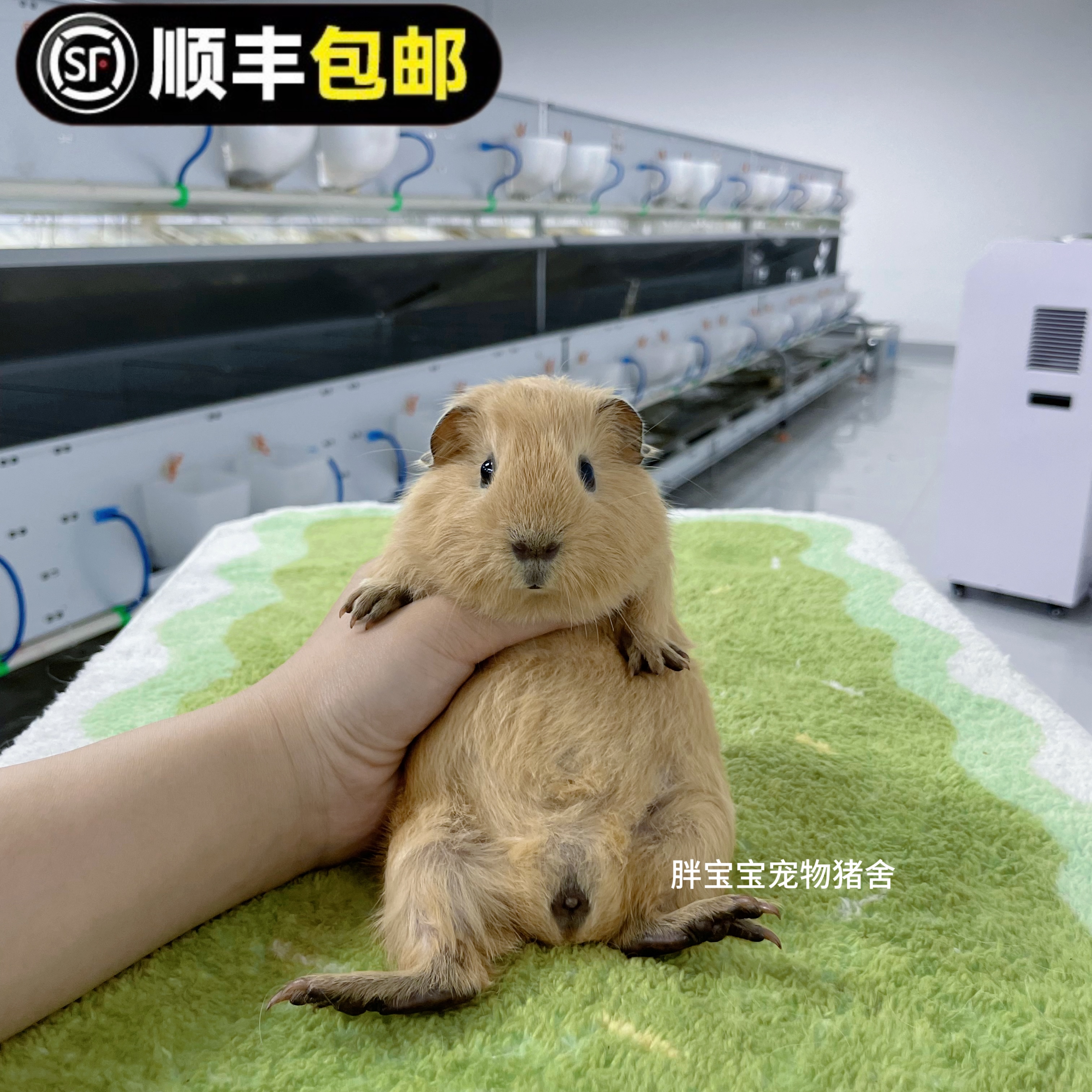 健康彩豚活体 卡皮巴拉色英短弟弟 顺丰包邮