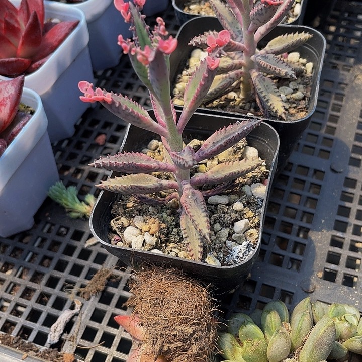 不死鸟2.8带盆土