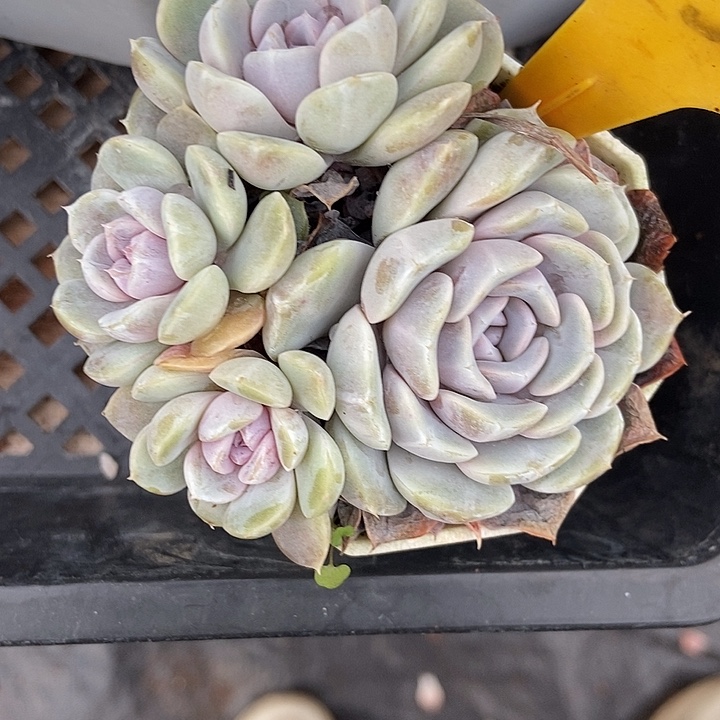 多肉植物汉堡1934多肉