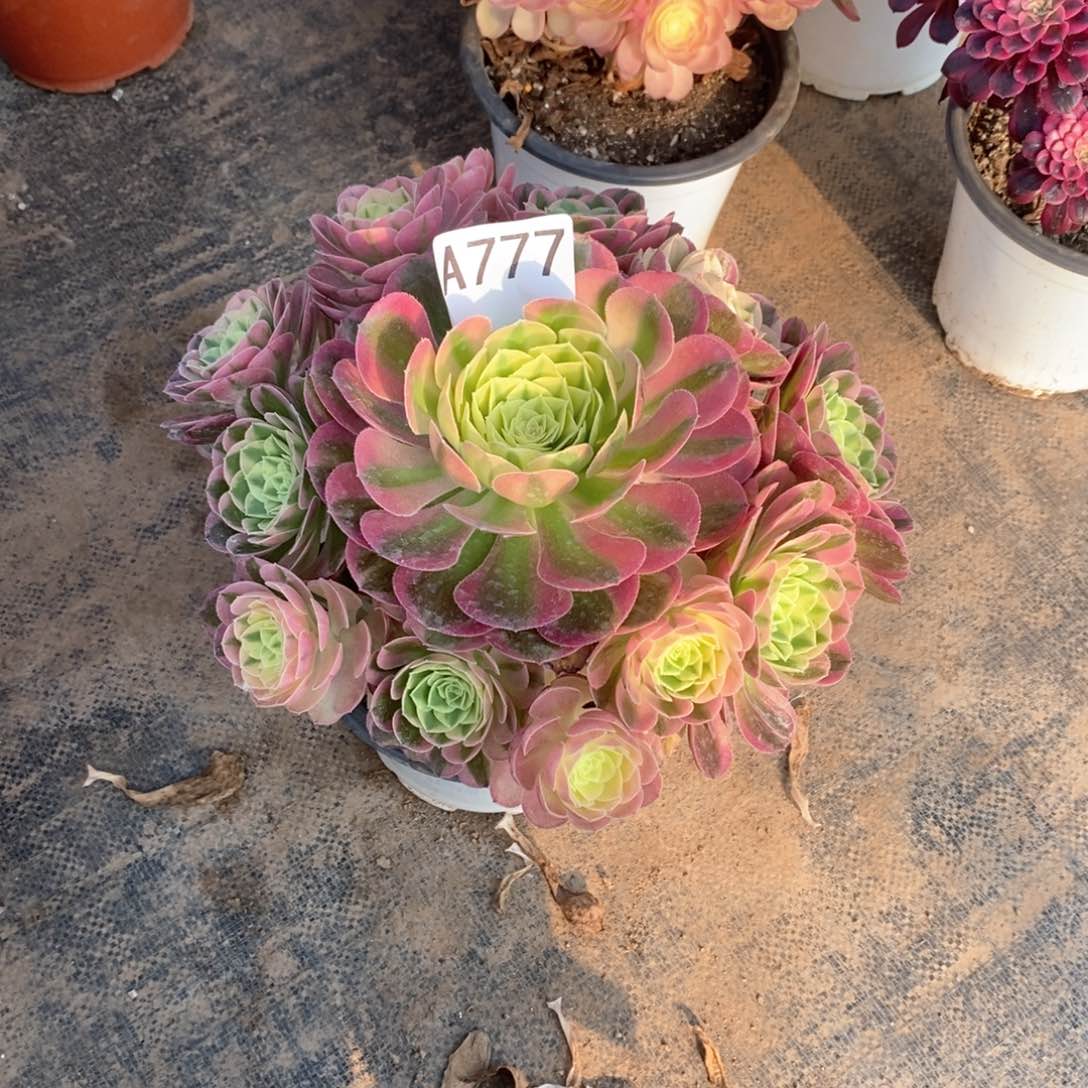 嫩桩玉姿777多肉法师植物