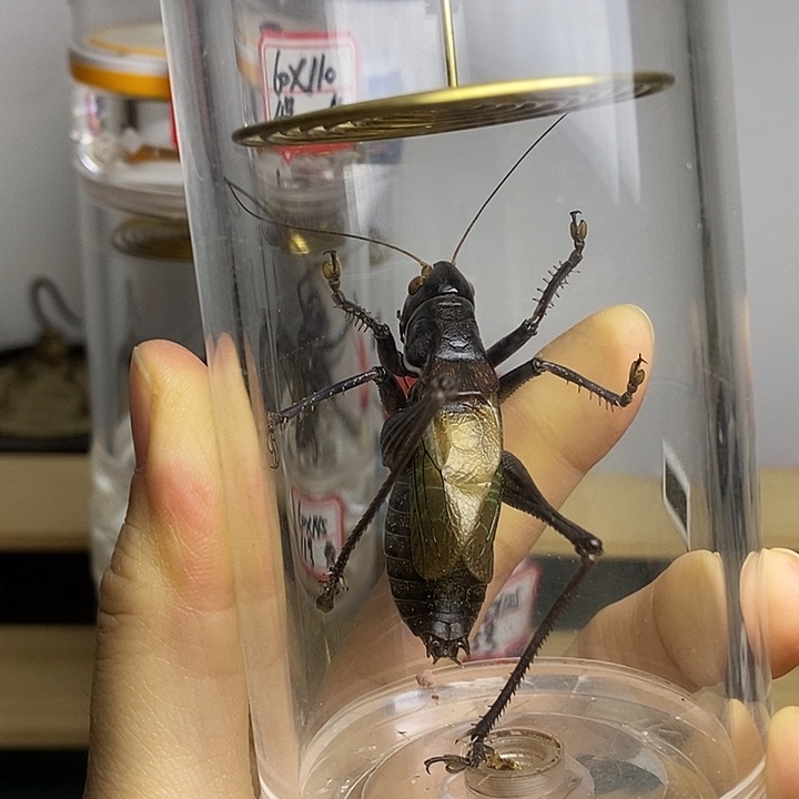 蟋蟀60-145一套断须随单