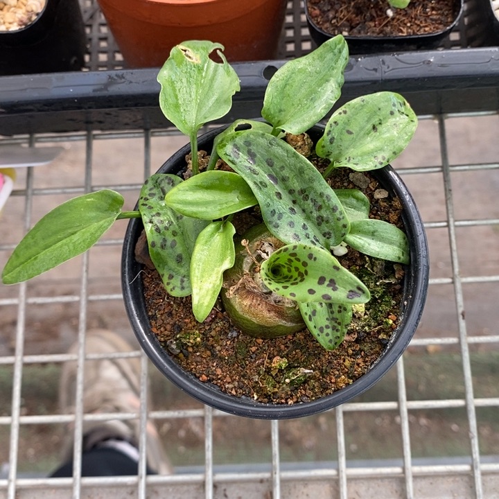 伯克利的故事是一个人在