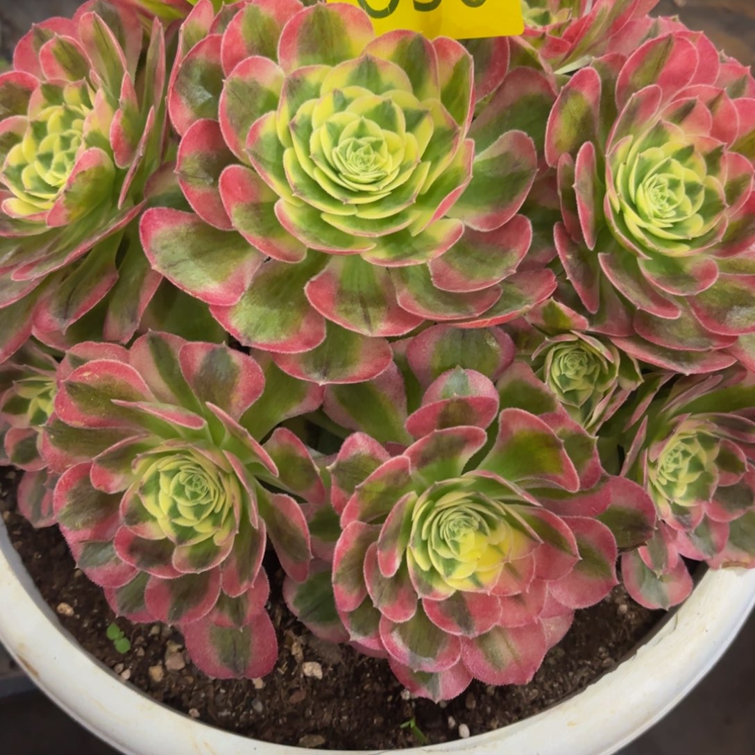 快****哈哈多肉葡萄福利656