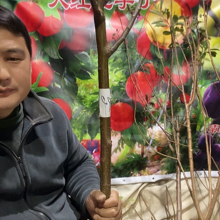 李子树树苗大苗带土