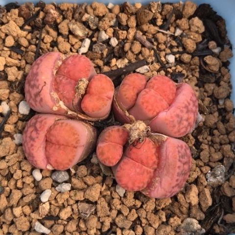 多肉肉锥 岛田紫柘榴群