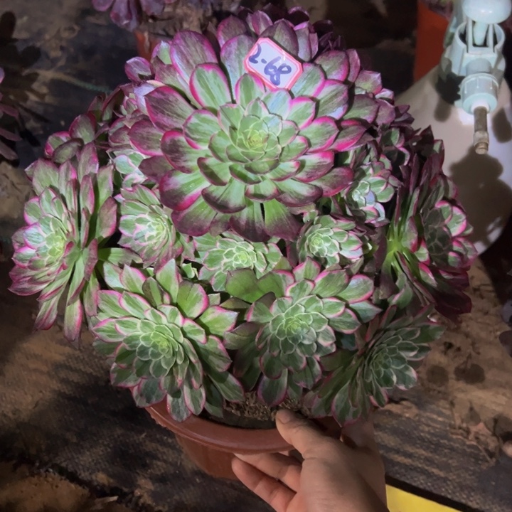 莲花座多肉植物2-68