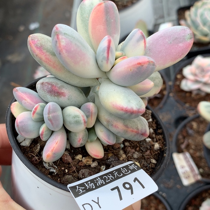 乒乓791多肉植物