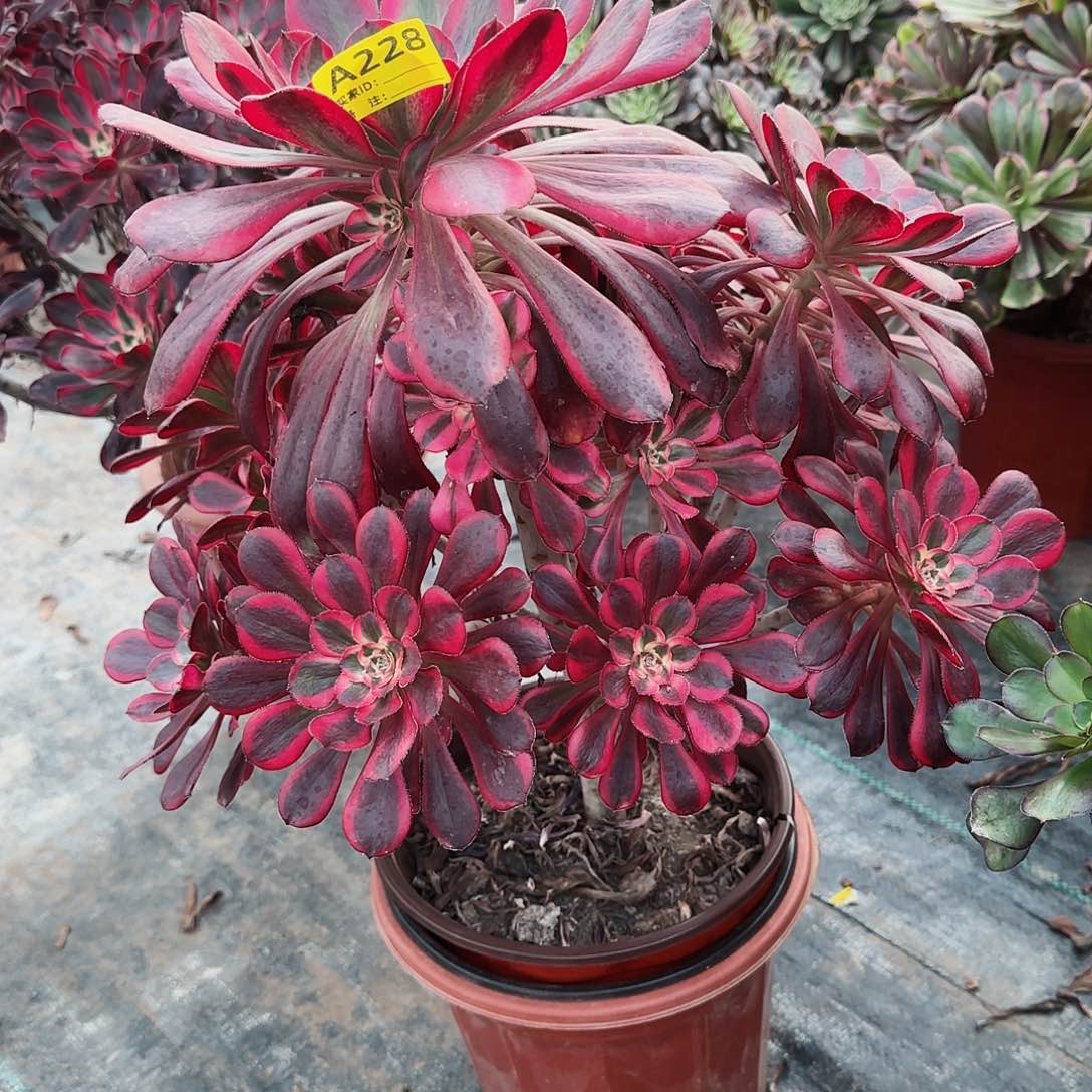 丽娜228多肉多肉