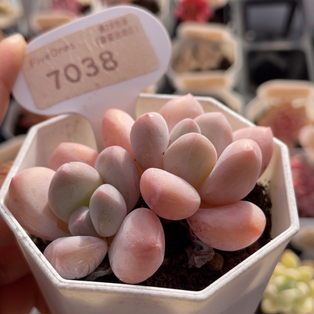 香水7038-6.5厘米