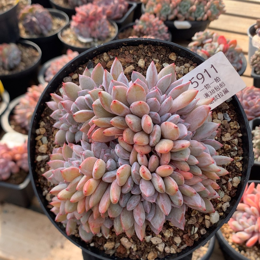 12厘米底切双排石榴籽缀 5911