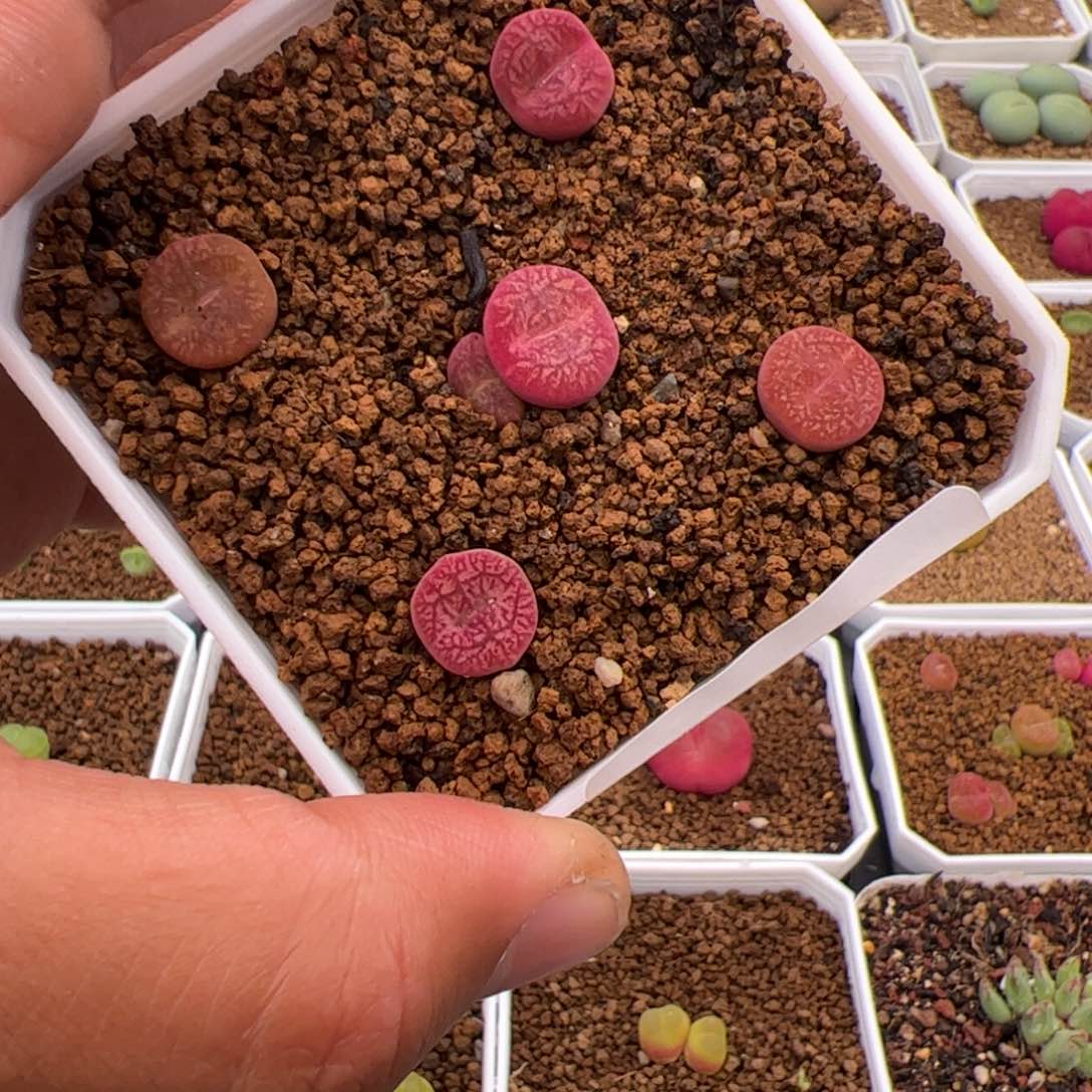 4.19毛杂多肉植物51