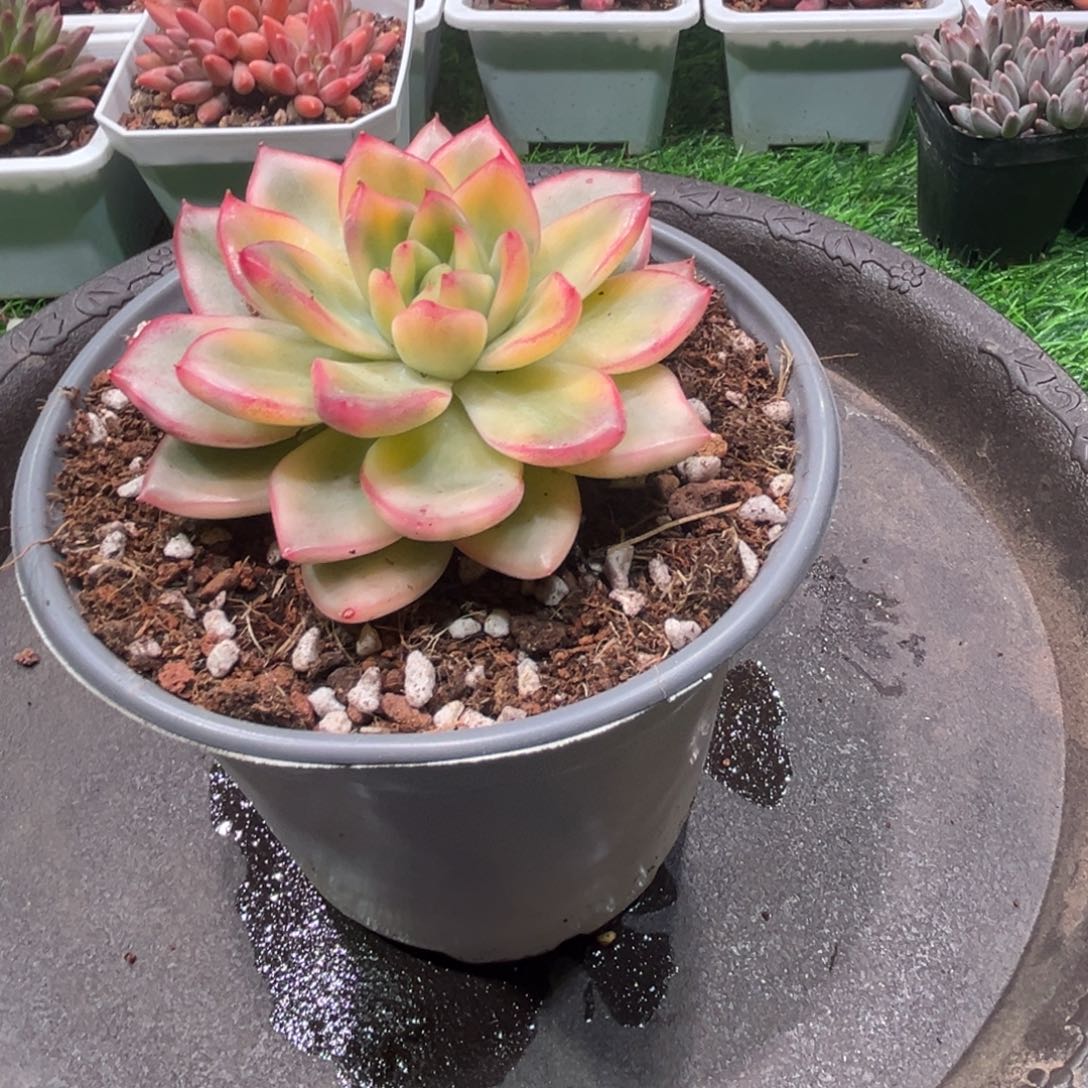 爱***壳东云锦，一物一拍。 