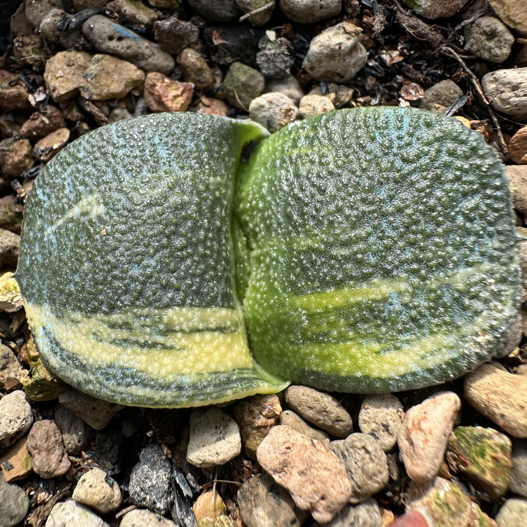 阿波罗卧牛锦实生亚成多肉植物