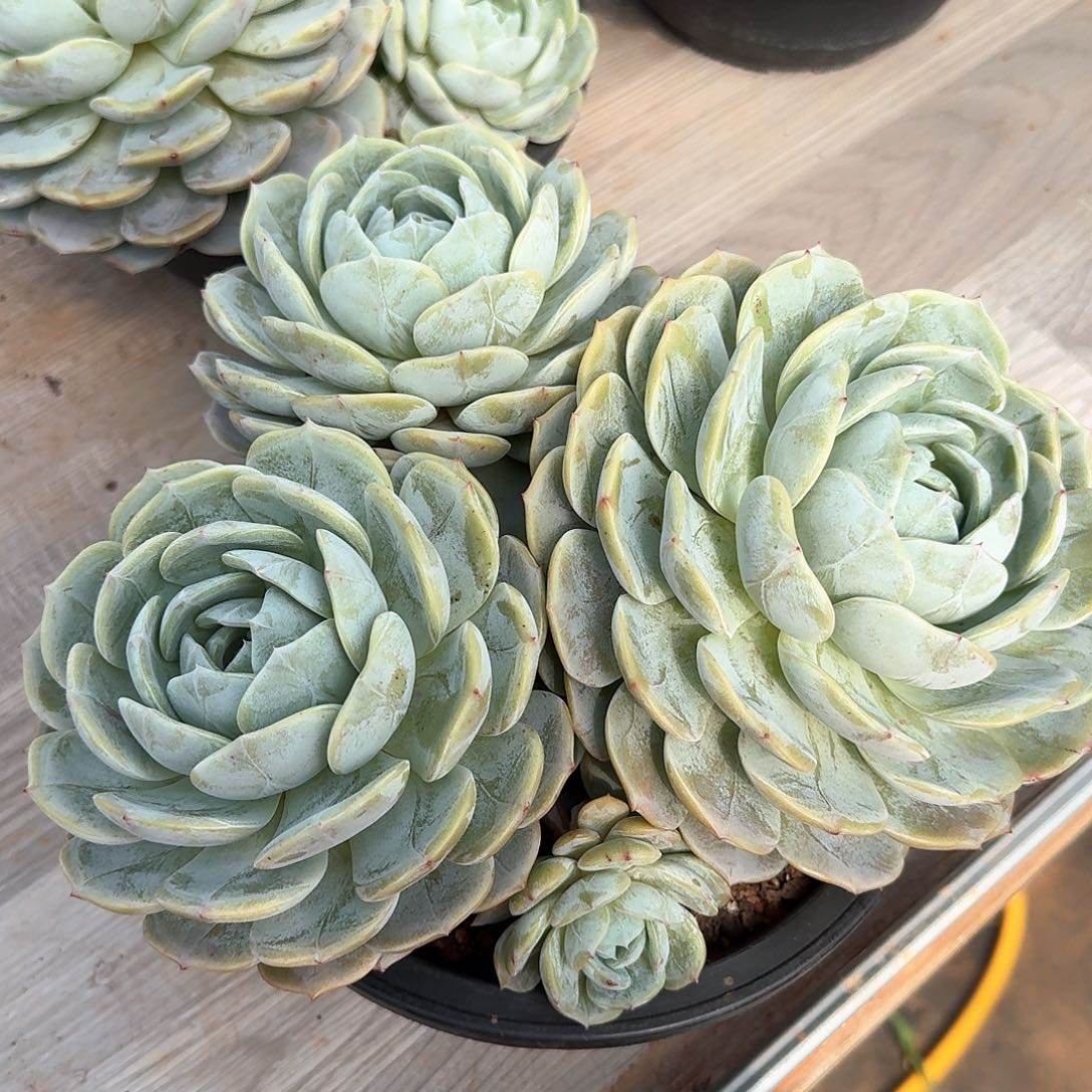 劳林整无砍老桩群生