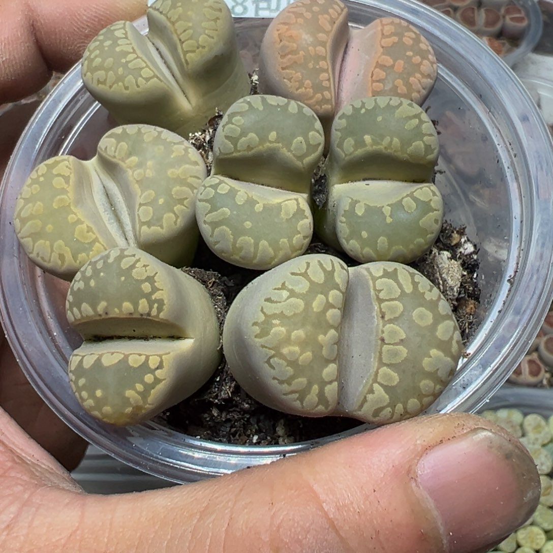 【闪购商品】 598。     