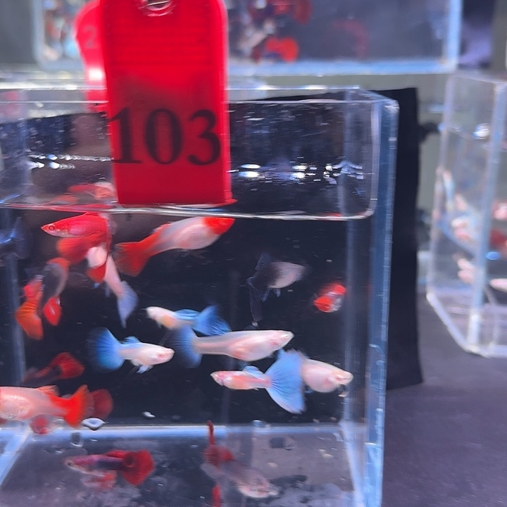 孔雀鱼103号，20条