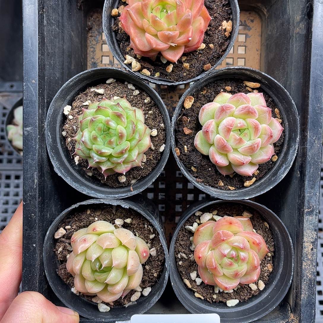 多肉一物一拍30-187