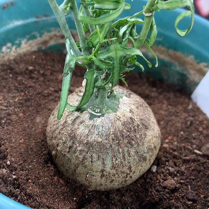 345彩叶西番莲哈哈哈哈哈哈哈