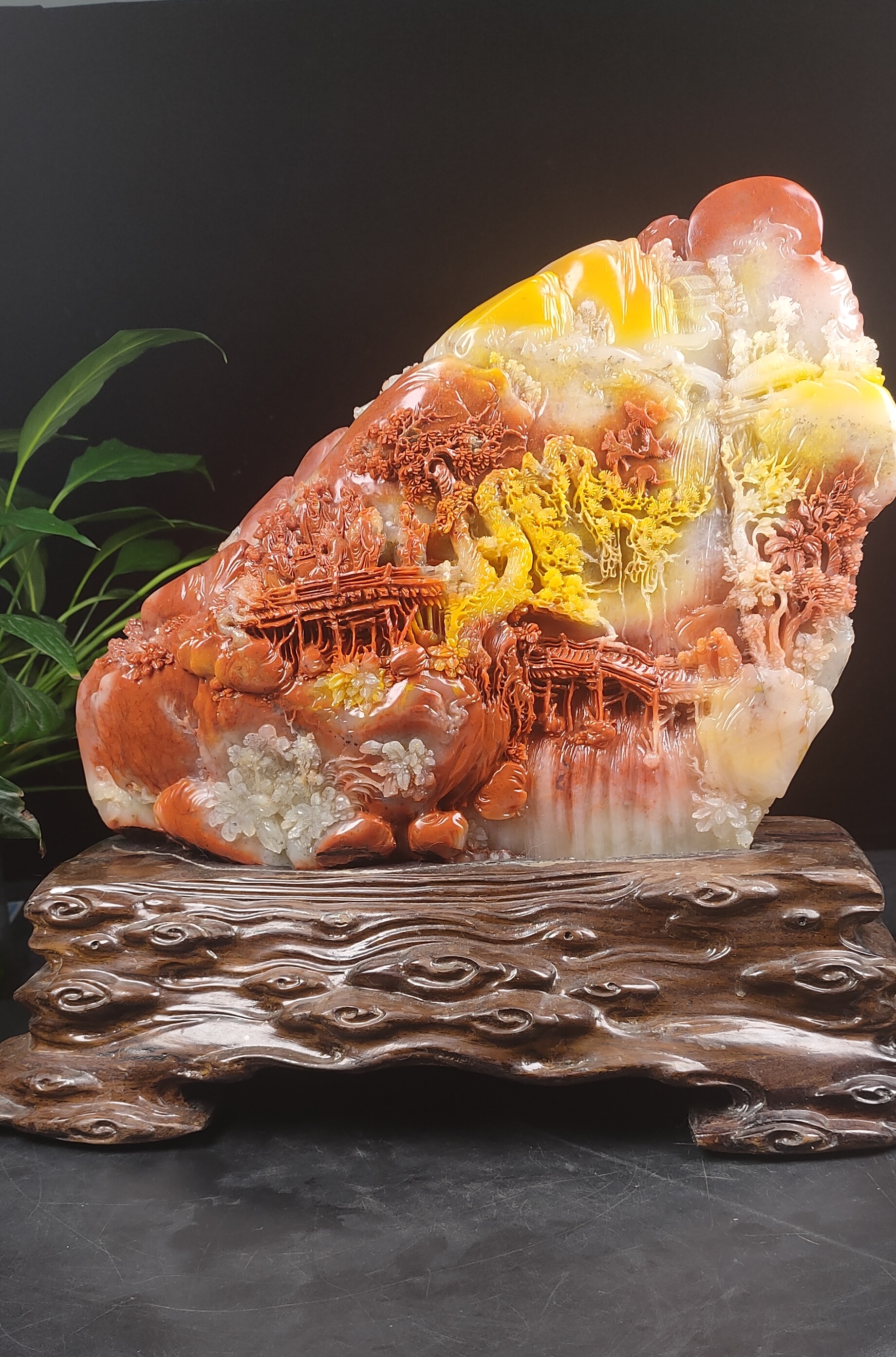 老挝老挝五彩芙蓉