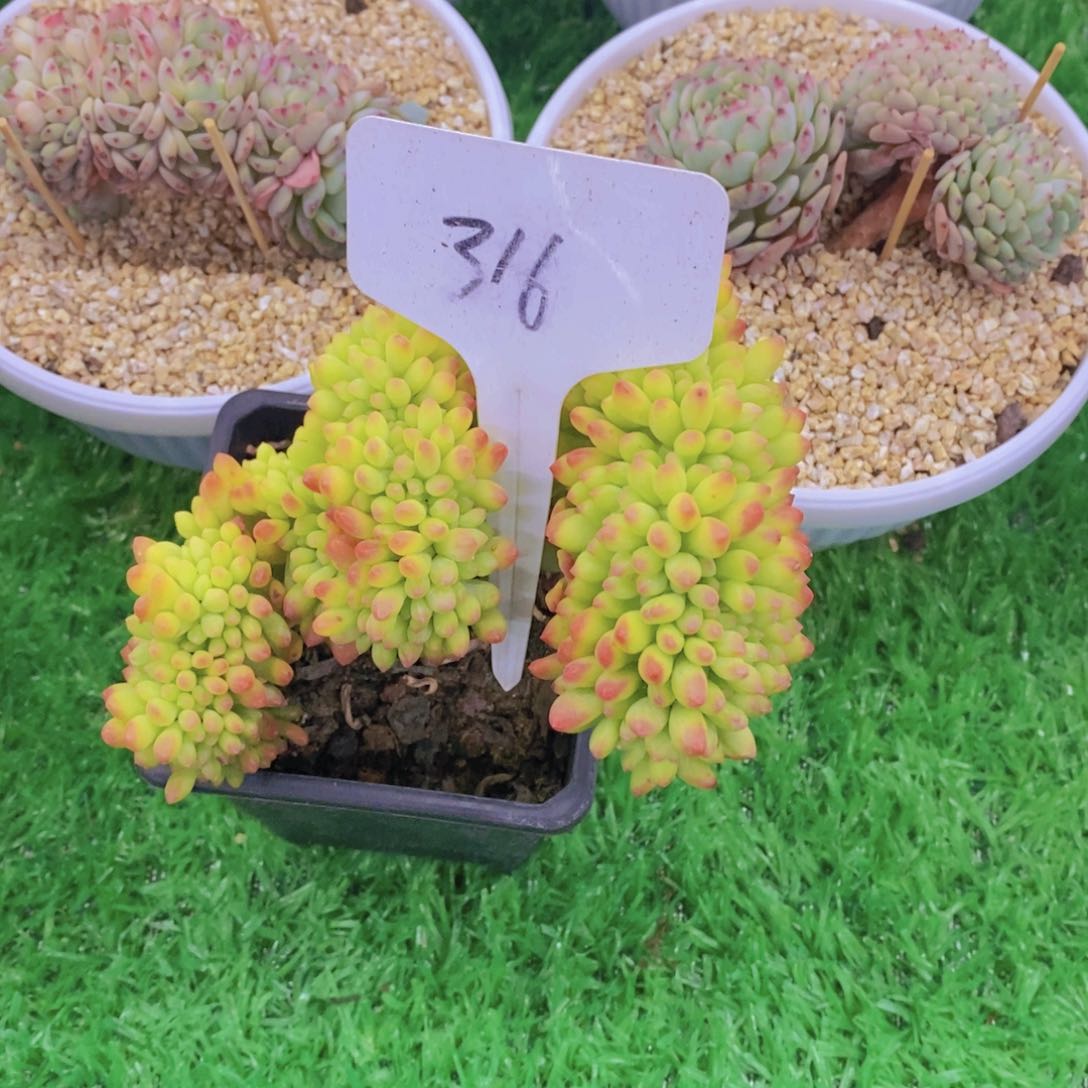 糖***蛋开心多肉植物多肉