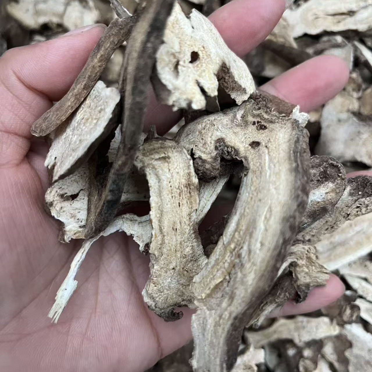 云南特产山货白秫可配茯苓泡水煮水