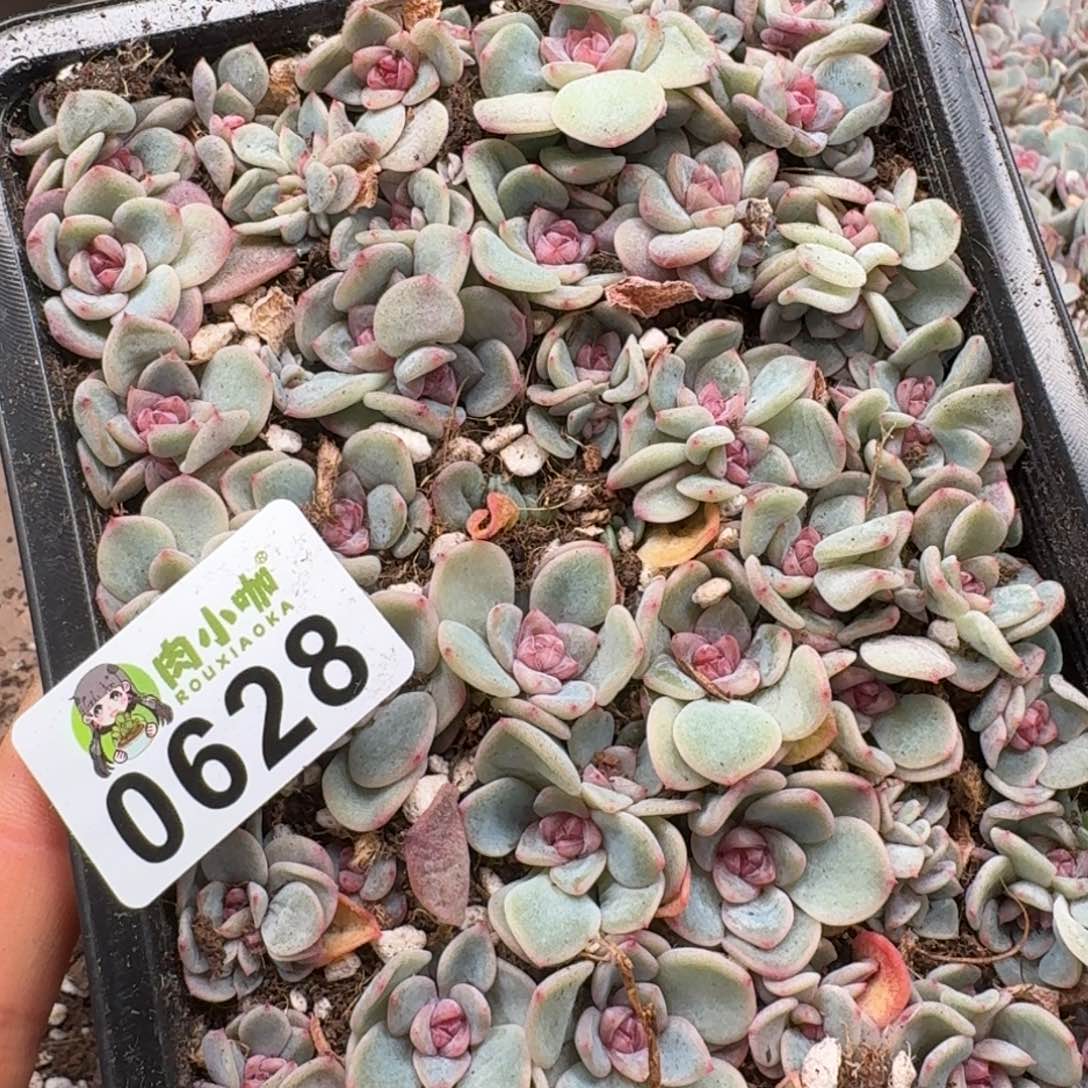 碳***丫多肉植物多肉植物