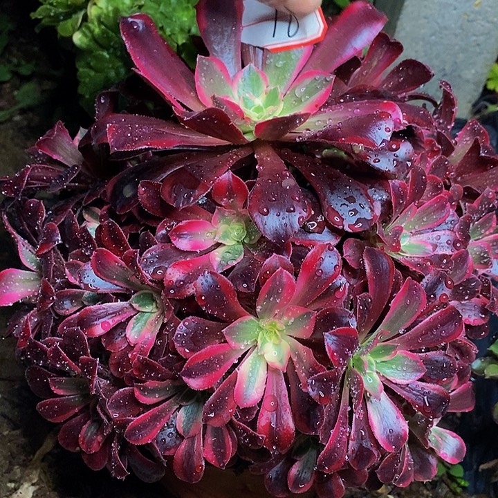 樱桃红老桩去捧花18号