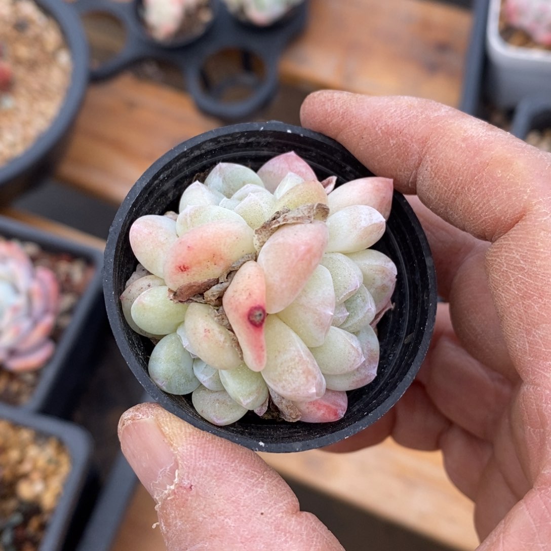 精品多肉一物一拍不包整97