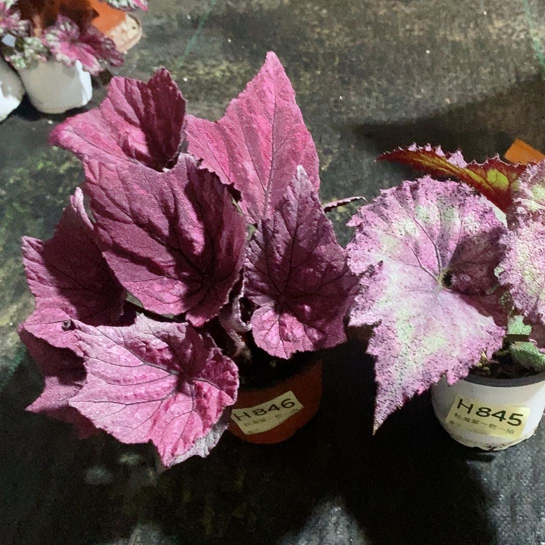 不开花植物川秋海棠845.846