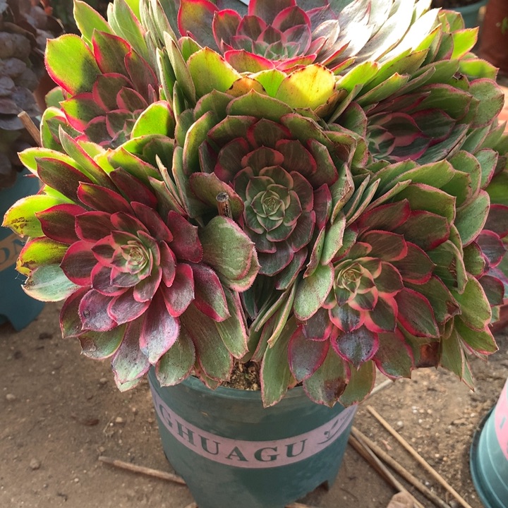 1197莲花座多肉植物特价