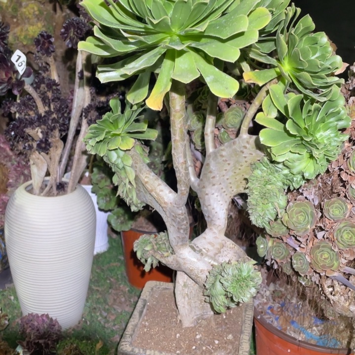 45厘米高原始绿缀731号