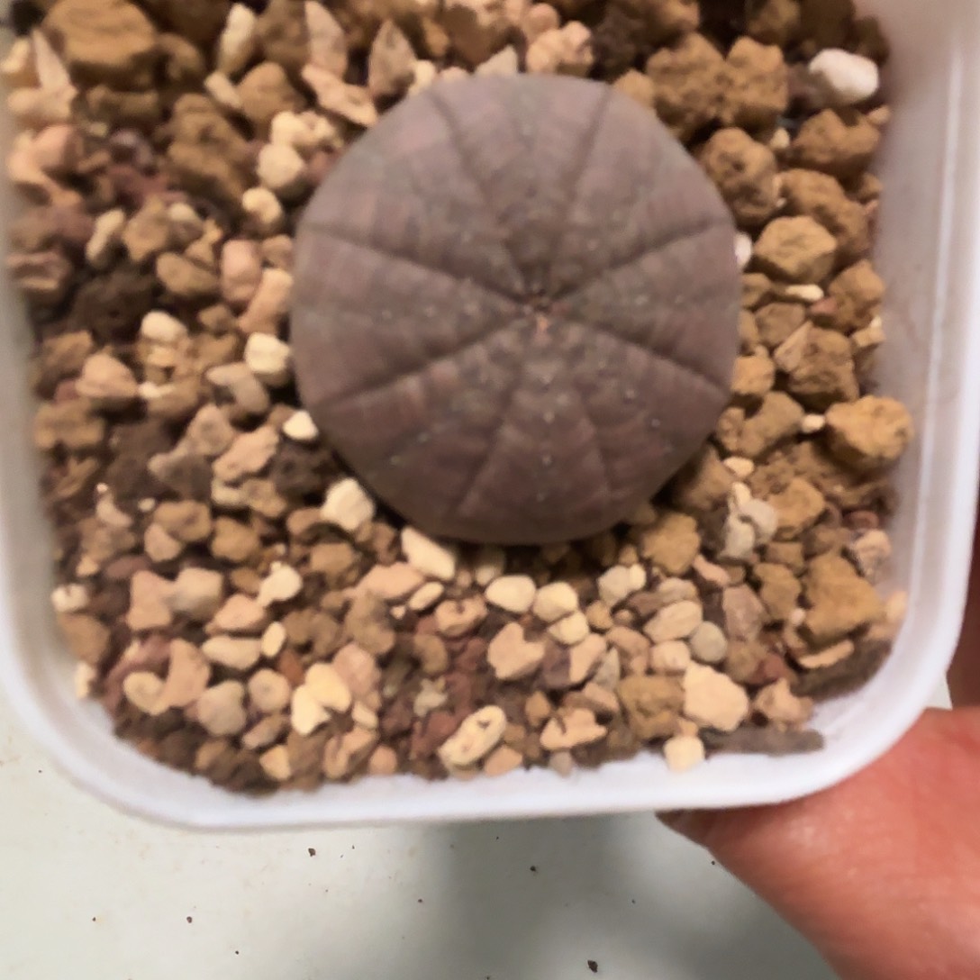 怡***的78实生布纹球晨夕花坊