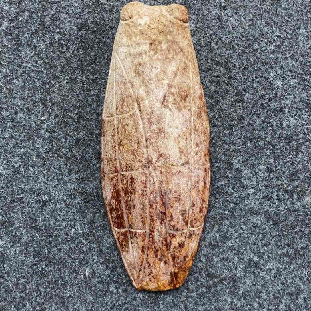 吊坠白玉菩提花*仔精品玉