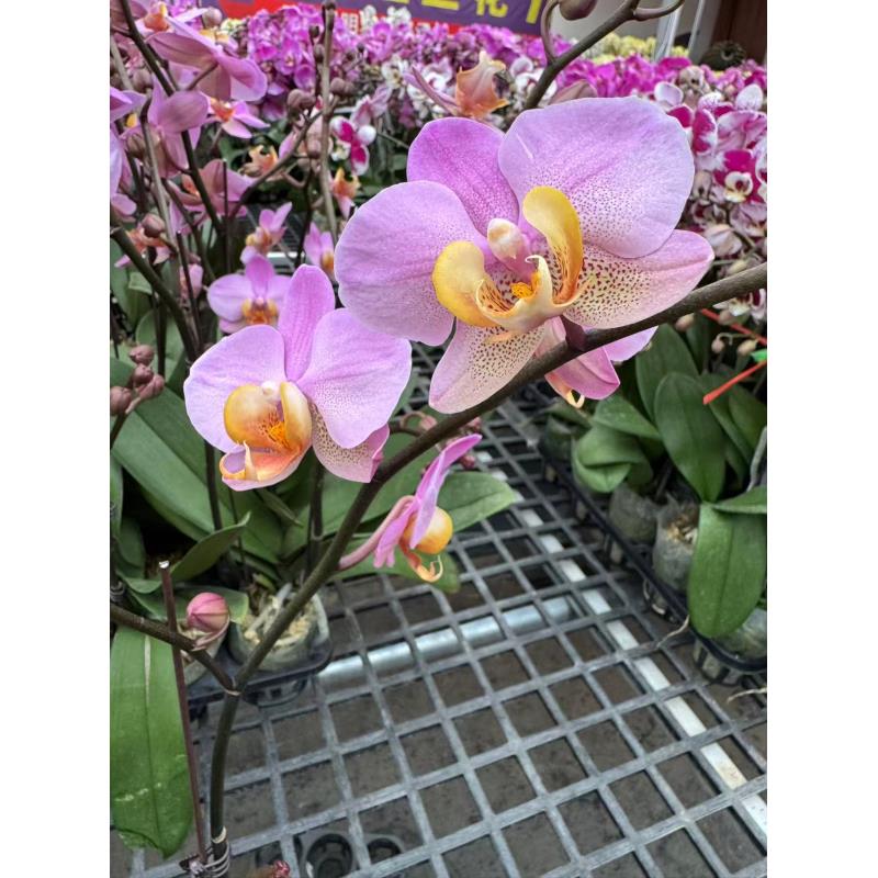 蝴蝶兰【博蒙特】3年老根易养活超长花期昆明源头基地直发