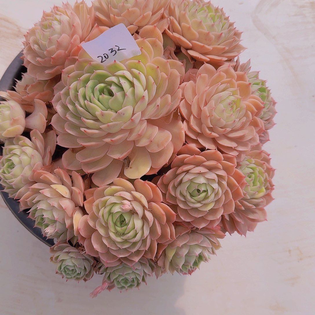 2032昂斯诺多肉植物