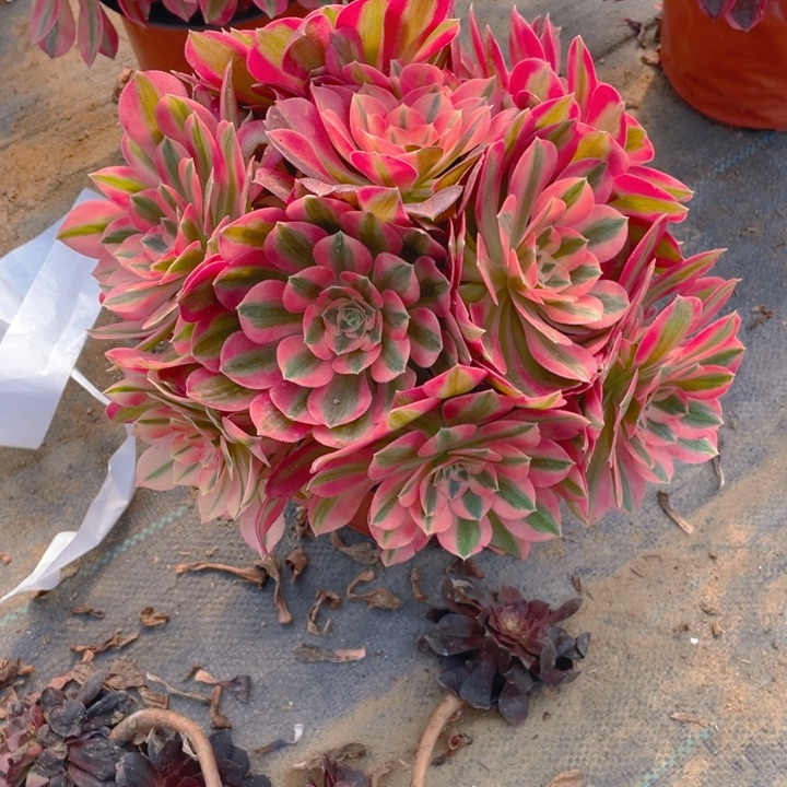 215分女法师多肉断枝不售后