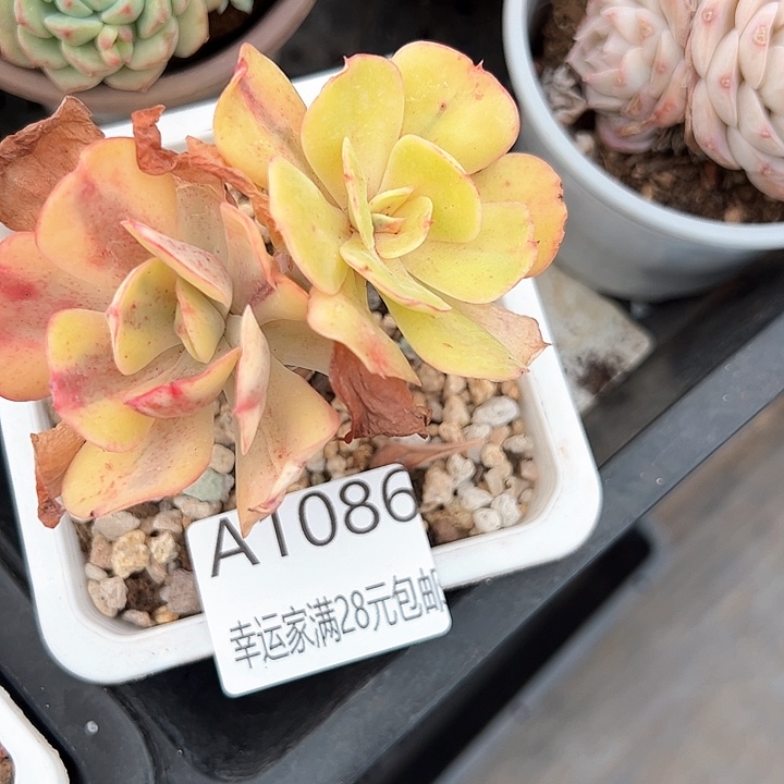 幸运的是我的朋友