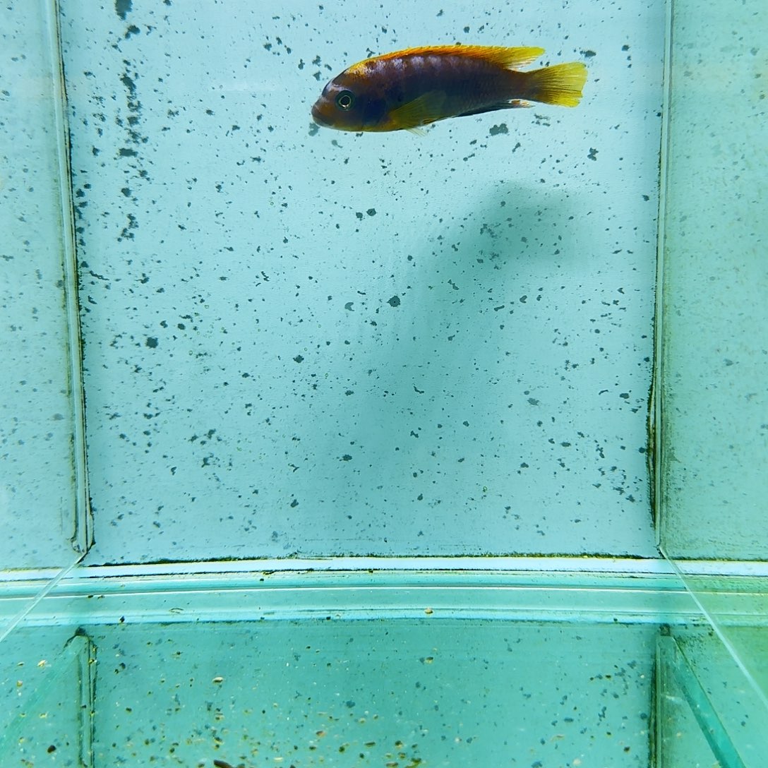 海水1433红鸡。        
