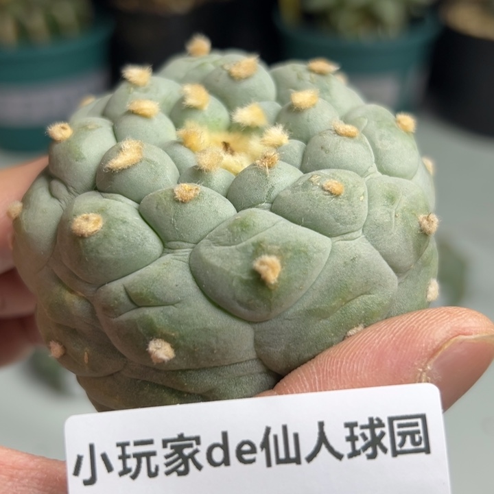 412可节后发货 可帮发根