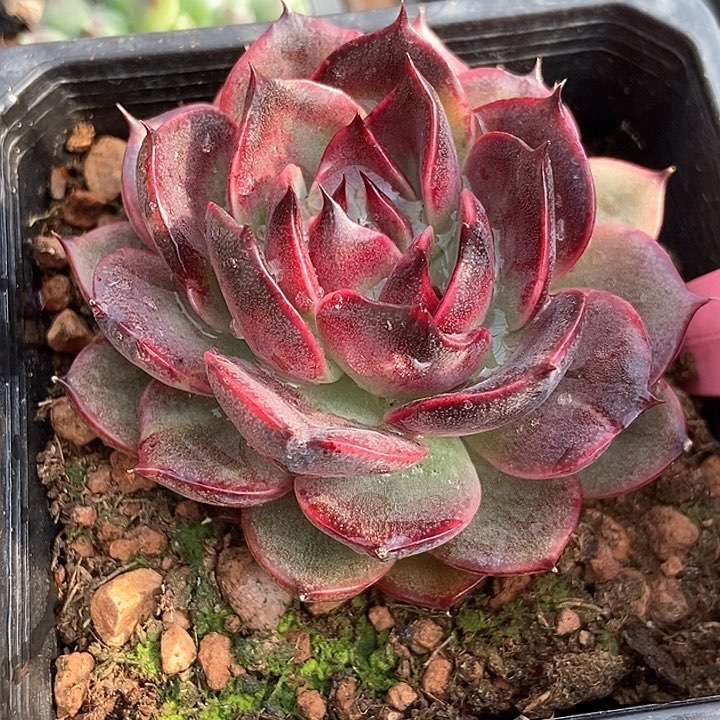 多肉植物珊果珍妮28