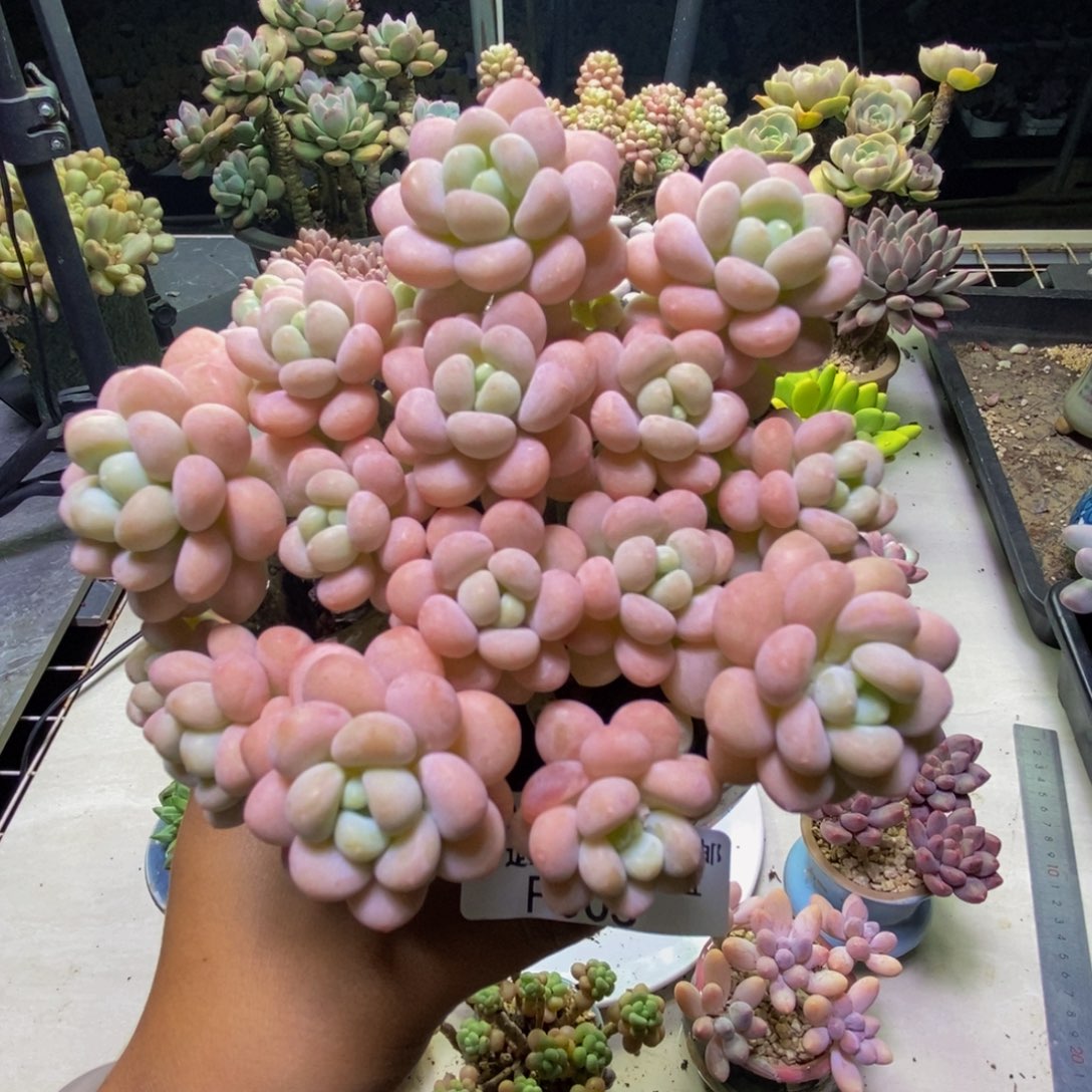 005洛可可多肉10cm