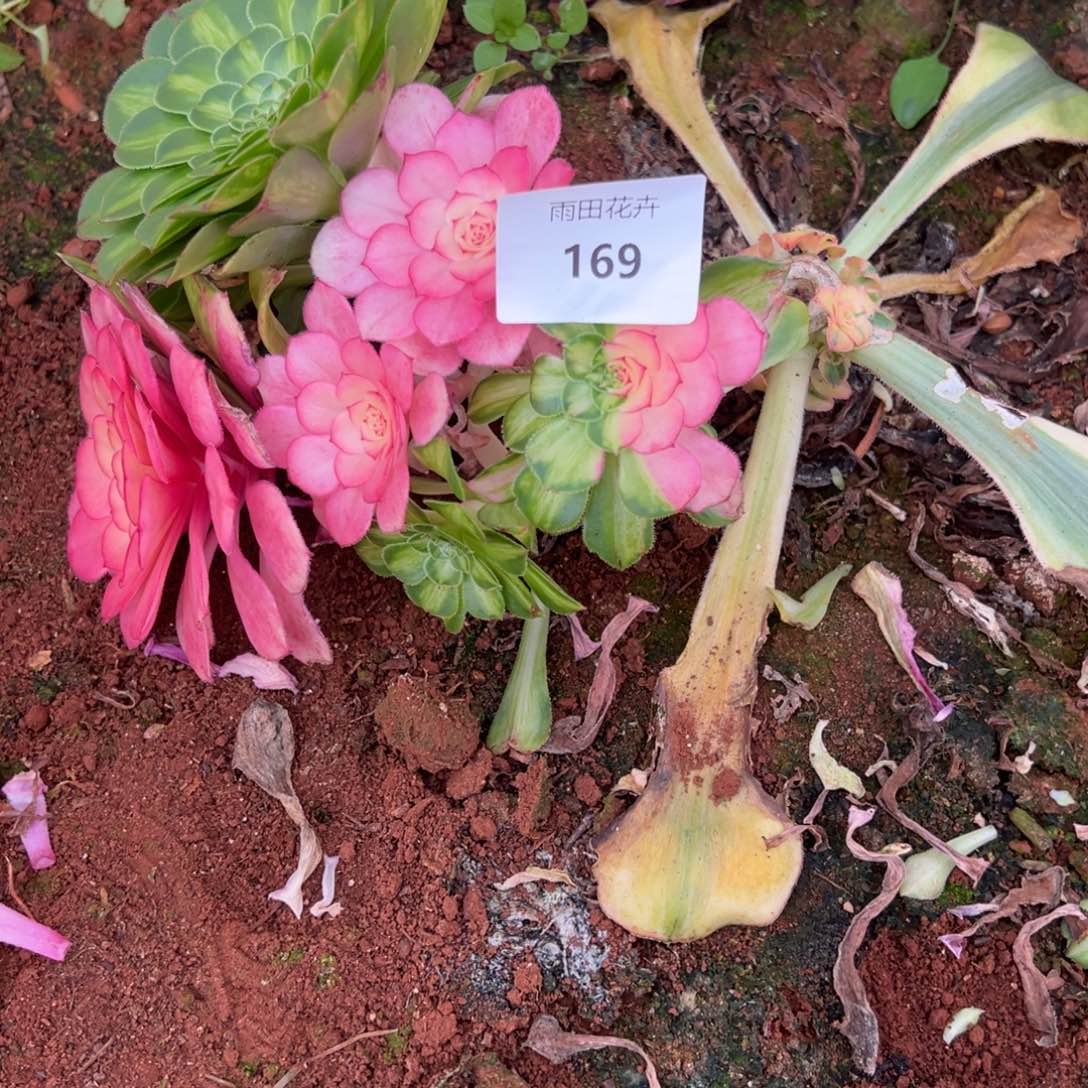 阿****影精品多肉植物169