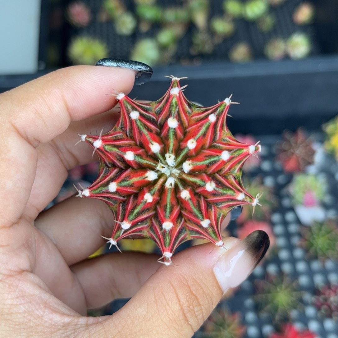 泰系红锦米哈锦，裸根发货